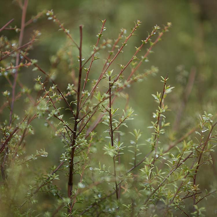 Native Trees